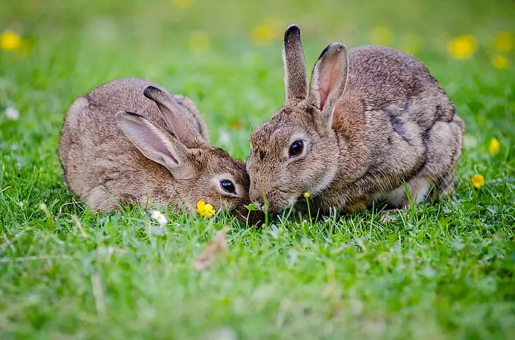 Swamp Rabbit Vs Cottontail Differences and Similarities Discussed