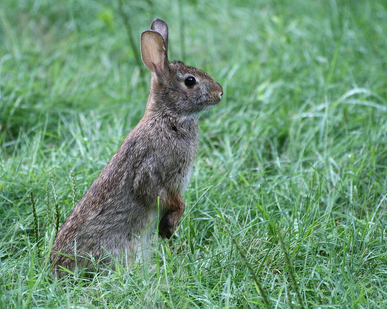 Rabbit Vs Jackrabbit
