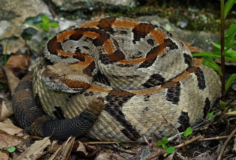Timber Rattlesnake Venomous Potency, Facts, Description