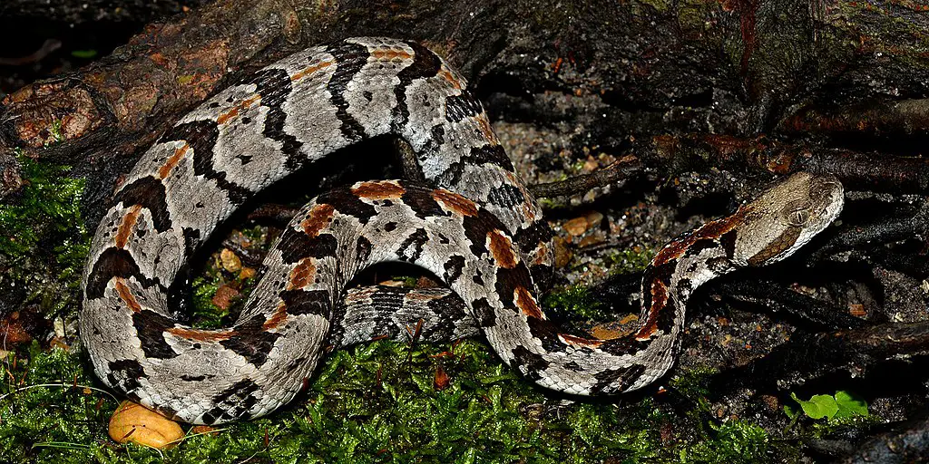 Timber Rattlesnake Venomous Potency