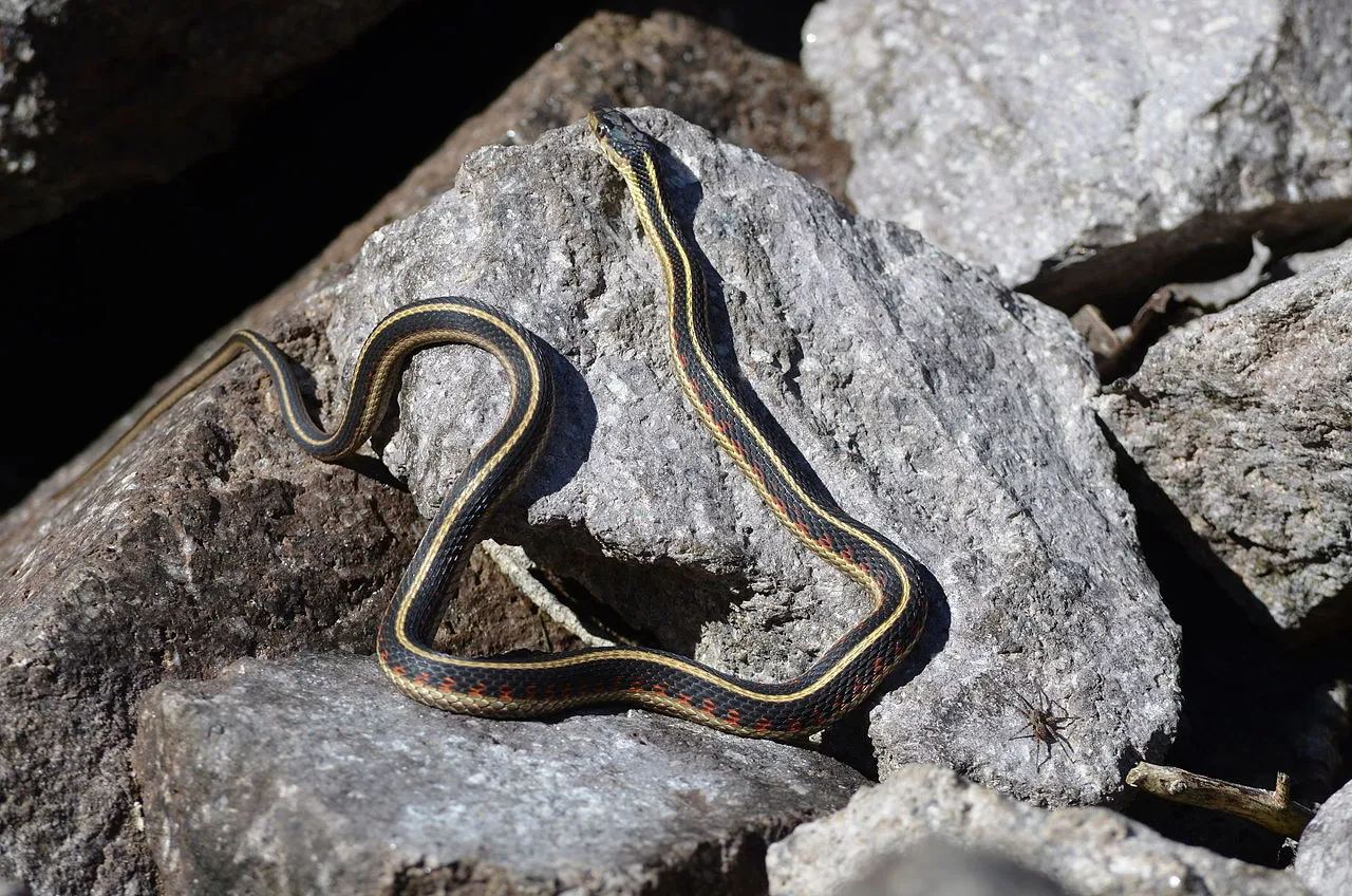 Utah Garden Snakes/Utah Garter Snakes