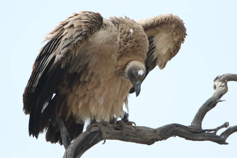 Vulture Facts, Diet, Habitat, Characteristics Discussed