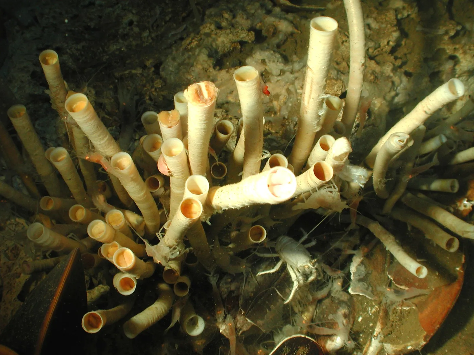 What Do Tube Worms Eat? Tube Worm Food Chain Position/Role