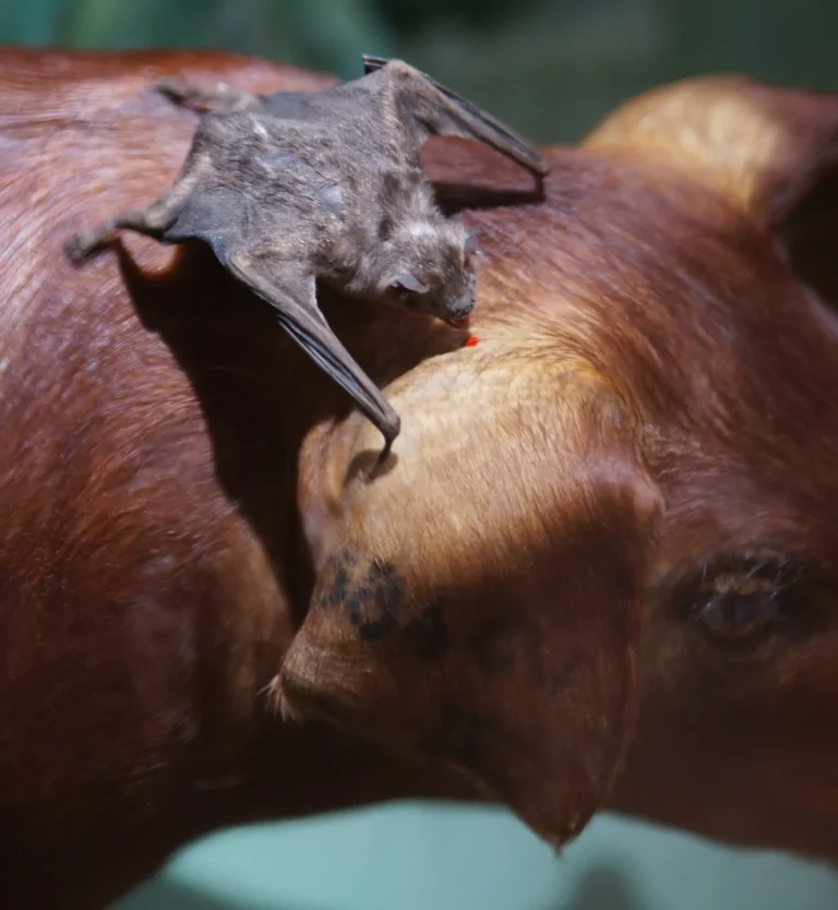 What Type of Consumer is a Bat? Bat Food Chain Position and Role