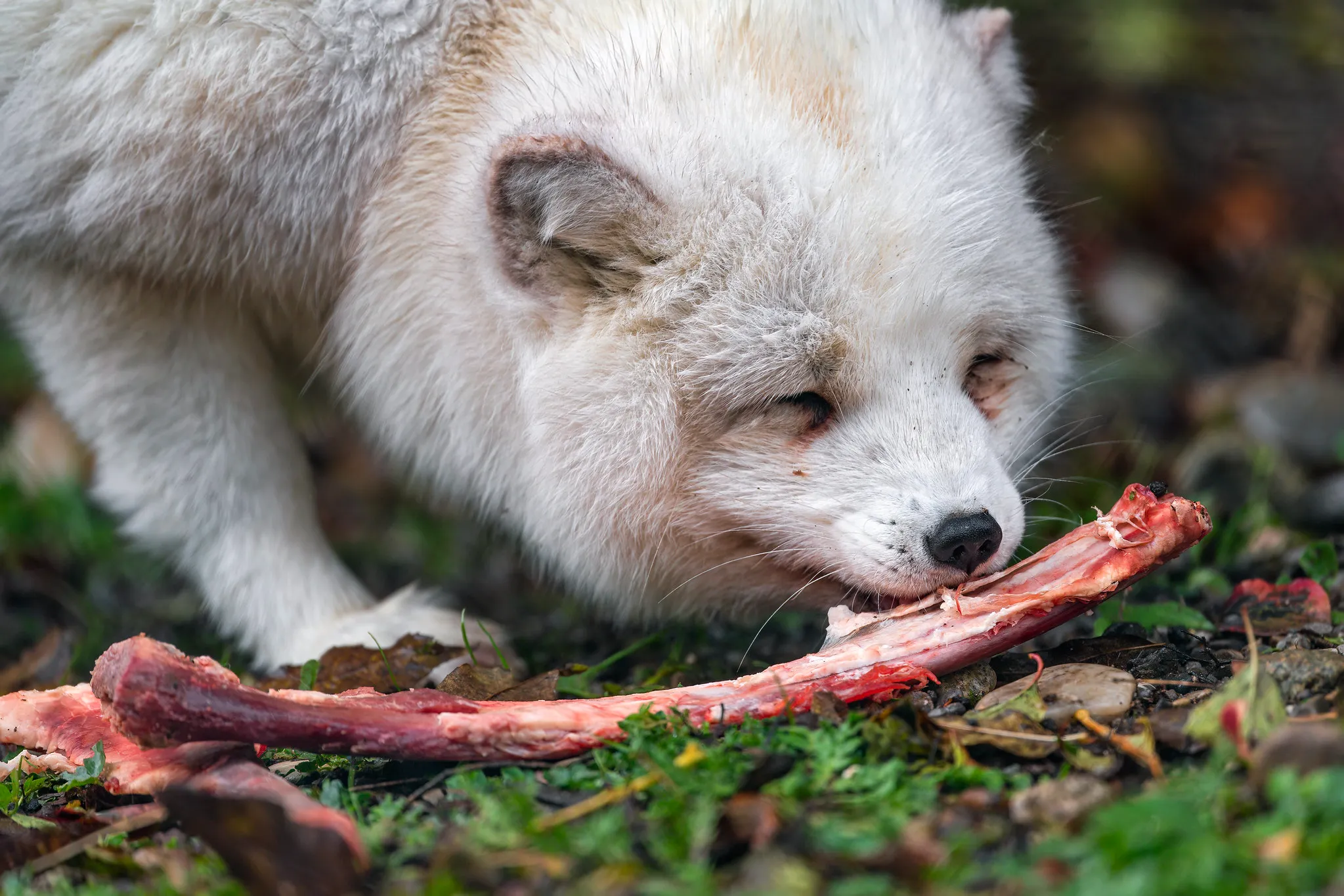 What Type of Consumer is an Arctic Fox? Food Chain Position of Arctic Fox