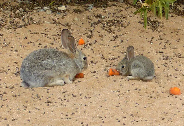 Wild Rabbit Vs Domestic Rabbit Meat Characteristics, Overall Comparison