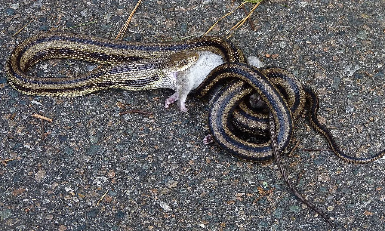Yellow Rat Snake Venomous