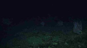 Abiotic Factors in the Abyssal Zone: Lack of Light in the Abyssal Zone Results in Perpetual Darkness (Credit: “Susan Lang, U. of SC. / NSF / ROV Jason / 2018 © Woods Hole Oceanographic Institution.” 2018 .CC BY-SA 4.0.)