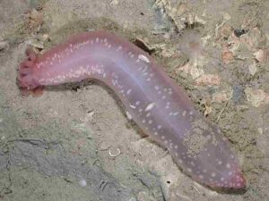 Abiotic Factors in the Abyssal Zone: Benthic Fauna like Sea Cucumbers may Inhabit Deep Sea Sediments (Credit: Aquapix and Expedition to the Deep Slope 2007 .CC BY 2.0.)