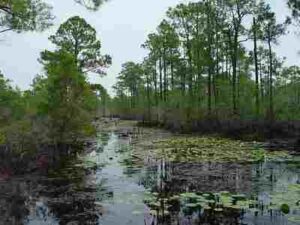 Abiotic Factors in The Everglades: Water Serves As A Connecting Medium That Weaves Various Wetland Habitats Together (Credit: U.S. Fish and Wildlife Service Southeast Region 2005, Uploaded Online 2015 .CC BY 2.0.)