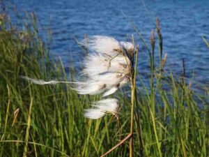 Abiotic Factors in the Arctic: Strong Winds Affect the Distribution and Growth of Arctic Plants, like the Cottongrass (Credit: Western Arctic National Parklands 2013 .CC BY 2.0.)