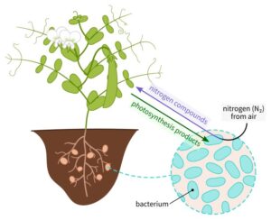 Abiotic Factors in the Forest Ecosystem: Nitrogen Gas can be Stored or 'Fixated' in Forest Soil by Microbes (Credit: Nefronus 2019 .CC BY-SA 4.0.)