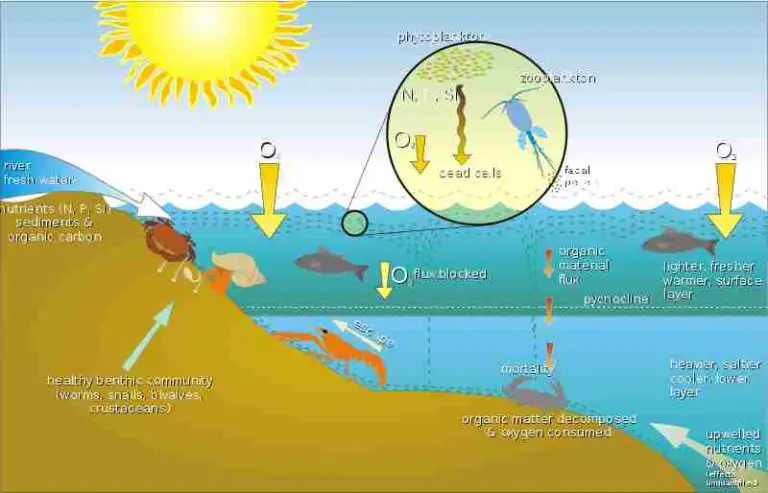 7 Abiotic Factors in a Lake and Their Characteristics Discussed