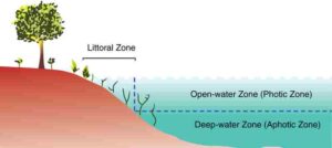 Abiotic Factors in a Lake Ecosystem: Vertical Zones can be Distinguished Based on Light Penetration in Lakes (Credit: Geoff Ruth 2010 .CC BY-SA 3.0.)