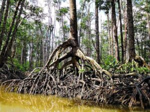 Abiotic Factors in Mangroves: Water Plays a Key Role in the Adaptive Development and Features of Mangrove Plants (Credit: Dan Lundberg 2018 .CC BY-SA 2.0.)
