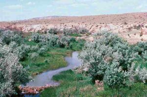 Abiotic Factors in a Wetland Ecosystem: The Landform and Elevation of Wetlands Usually Define a Low-Lying Zone or Depression (Credit: U.S. Fish and Wildlife Service 2013)