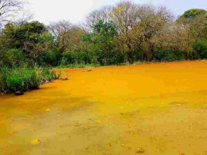 Abiotic Factors in Freshwater Ecosystems: Harmful Algal Blooms Indicate an Excessive Concentration of Nutrients in Water (Credit: NIjhum Paul 2018 .CC BY-SA 4.0.)