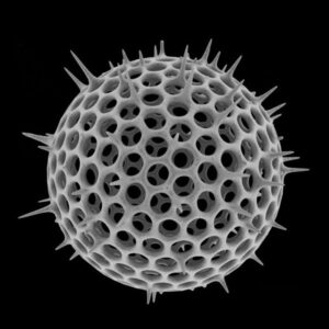 Abiotic Factors in the Pacific Ocean: Biogenic Ooze from Calcareous Organisms like Radiolaria are Abundant in the Pacific Ocean (Credit: Michael Spaw 2012 .CC BY 2.0.)