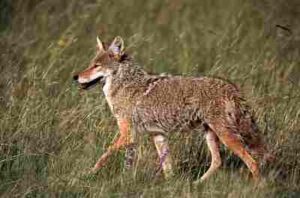 Abiotic Factors that Affect Population: Adaptable Organisms like Coyotes are Found in a Broad Range of Habitats (Credit: U.S. Forest Service- Pacific Northwest Region 2011, Uploaded Online 2017)