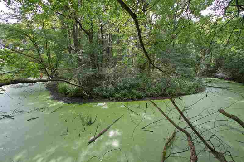 9 Abiotic Factors in a Swamp Ecosystem Discussed