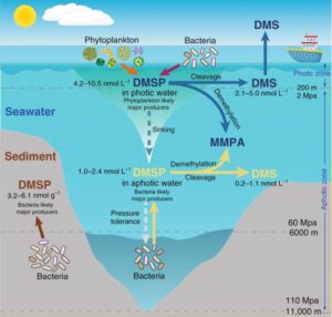 Abiotic Factors in the Ocean Ecosystem: Solar Intensity is Used to Identify Photic and Aphotic Marine Zones (Credit: Yanfen Zheng, Jinyan Wang, Shun Zhou, Yunhui Zhang, Ji Liu, Chun-Xu Xue, Beth T. Williams, Xiuxiu Zhao, Li Zhao, Xiao-Yu Zhu, Chuang Sun, Hong-Hai Zhang, Tian Xiao, Gui-Peng Yang, Jonathan D. Todd & Xiao-Hua Zhang 2020 .CC BY-SA 4.0.)
