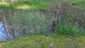 Abiotic Factors in the Tundra: Waterlogging of Tundra Soil may be due to Permafrost Underneath the Topsoil Layer (Credit: Kahvilokki 2019 .CC BY-SA 4.0.)
