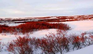 Abiotic Factors in the Tundra: Snowfall is the Most Common Form of Precipitation in the Tundra (Credit: Joseph 2013 .CC BY-SA 2.0.)