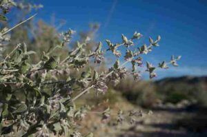 Adaptations of Plants in the Desert: Shrubs like Desert Lavender have Narrow Leaves to Conserve Water (Credit: manzanita dictionary 2018 .CC BY-SA 2.0.)