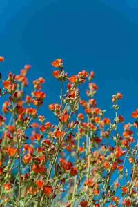 Adaptations of Plants in the Desert: Vibrant Flowers Produced by Desert Mallow are Useful for Attracting Pollinators (Credit: Joshua Tree National Park 2014)