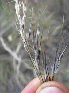 Adaptations of Plants in the Desert: Grasses like the Stipa Species Often Produce Rolled-Up Leaves (Credit: Harry Rose 2015 .CC BY 2.0.)
