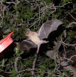 Adaptations of Plants in the Desert: The Nectar-Feeding, Lesser Long-Nosed Bat is a Prominent Nocturnal Pollinator in Arid Zones (Credit: gailhampshire 2013 .CC BY 2.0.)