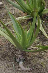 Adaptations of Plants in the Desert: Succulent Stems of Aloe Vera Can Perform Both Water Storage and Photosynthetic Energy-Production (Credit: Biswarup Ganguly 2013 .CC BY 3.0.)