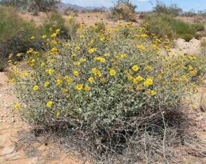 Adaptations of Plants in the Desert: Brittlebush Produces Lateral-Spreading Roots to Absorb moisture in Shallow Soil Layers (Credit: Stan Shebs 2007 .CC BY-SA 3.0.)