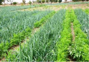 Advantages of Intercropping: Compatible Crops Have Complementary Effects that Boost Their Respective Yields (Credit: Abdoulaye88 2017 .CC BY-SA 4.0.)