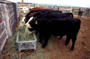 Agricultural Pollution Examples: Livestock Methane Emission Could be Viewed as a Form of Agricultural Pollution (Credit: Oregon State University 2016 .CC BY-SA 2.0.)