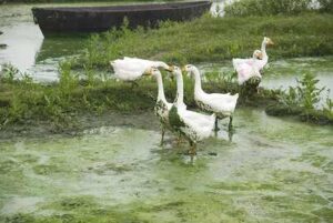 Agricultural Pollutants: Excessive Amount of Nutrients can Cause Eutrophication and Unnatural Algal Blooming in Water Bodies (Credit: eutrophication&hypoxia 2008, uploaded online 2010 .CC BY 2.0.)
