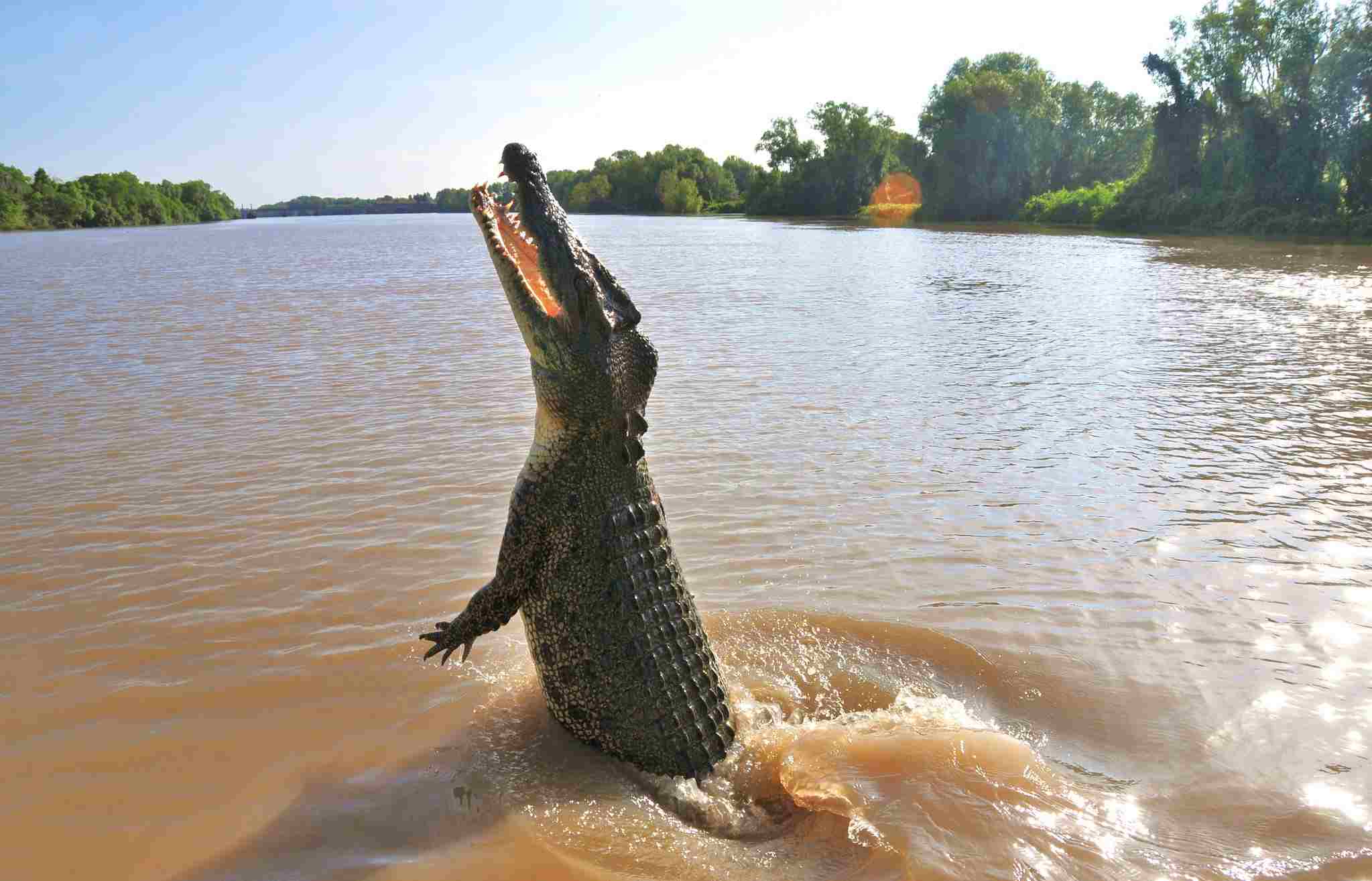 Alligator Vs Saltwater Crocodile