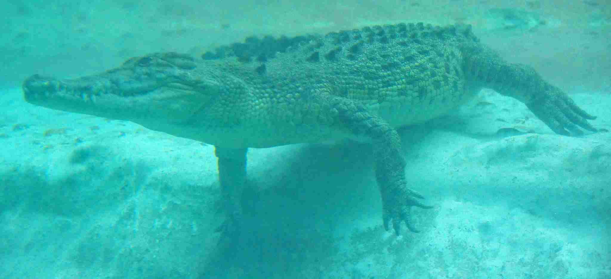 Alligator Vs Saltwater Crocodile