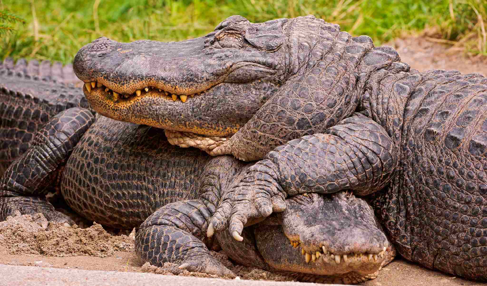 american alligator vs saltwater crocodile