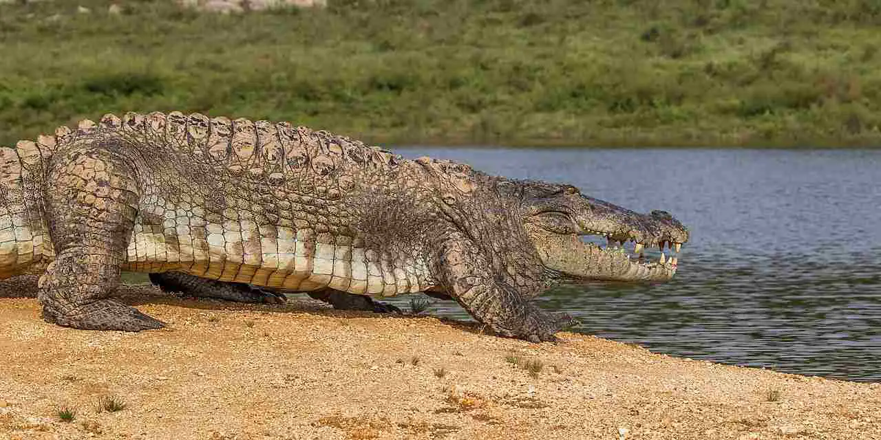 Alligator Vs Crocodile