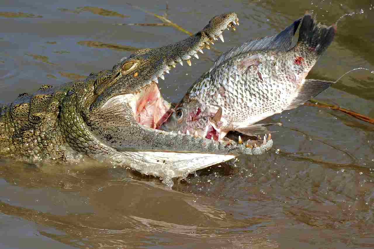 Caiman vs Alligator Vs Crocodile