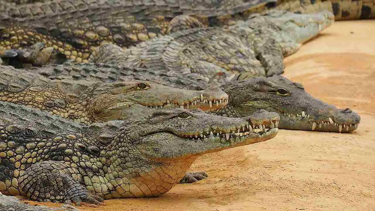 Caiman Vs Alligator Vs Crocodile