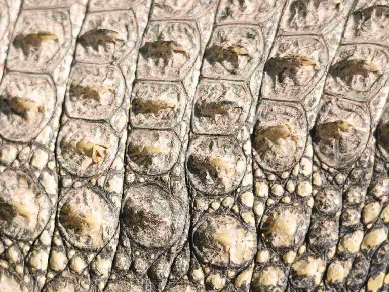 Alligator Vs Crocodile Leather Price, Quality, Overall Comparison