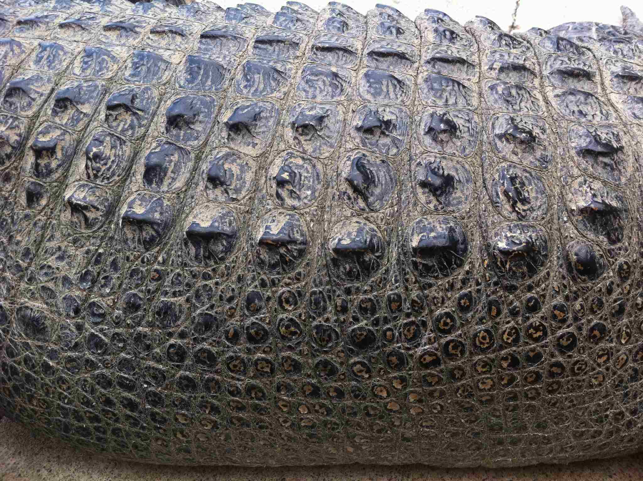 Alligator Vs Crocodile Leather