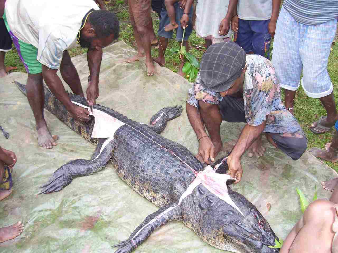 alligator vs crocodile leather