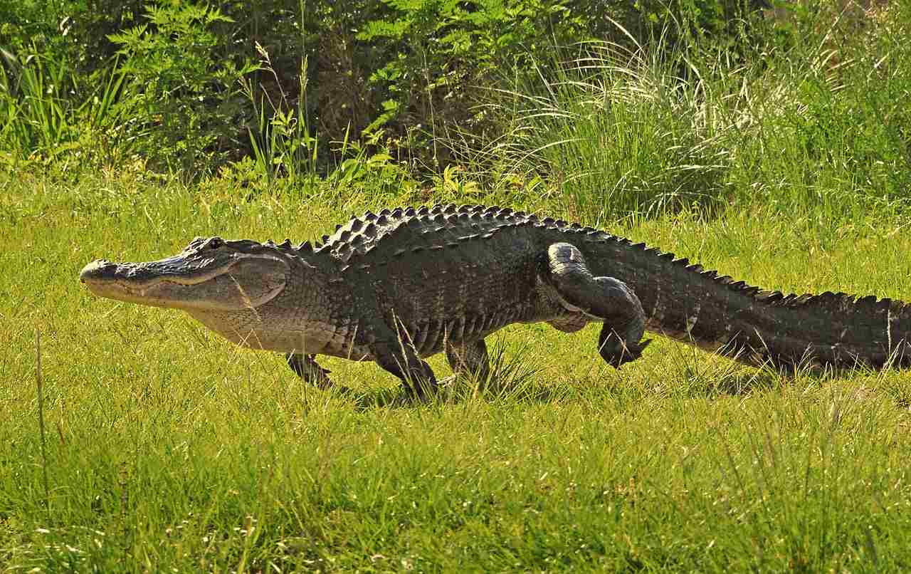 Chinese alligator vs American alligator