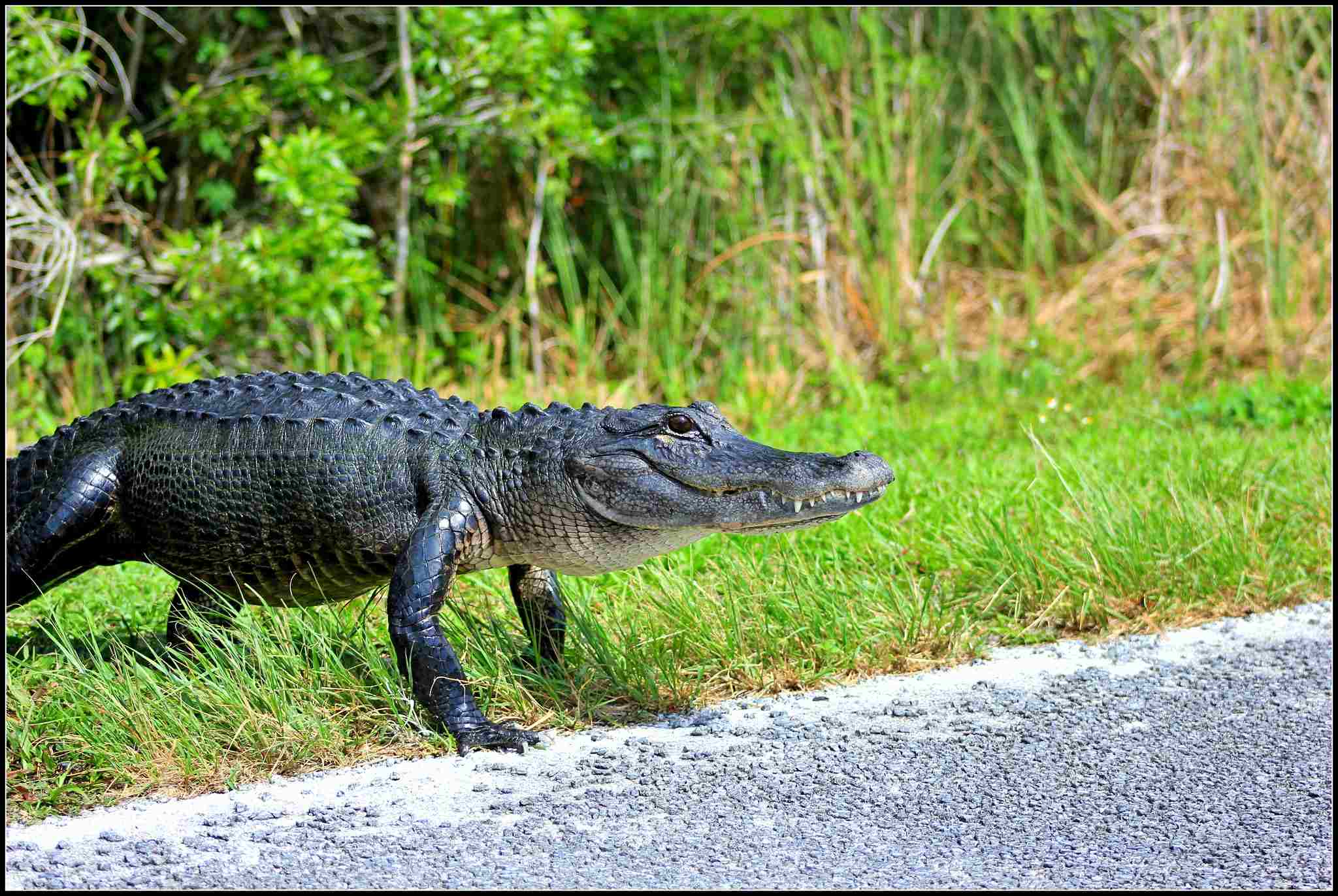 American alligator vs saltwater crocodile