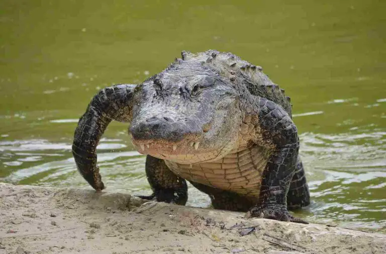 13+ Carnivores in Swamps and Their Characteristics