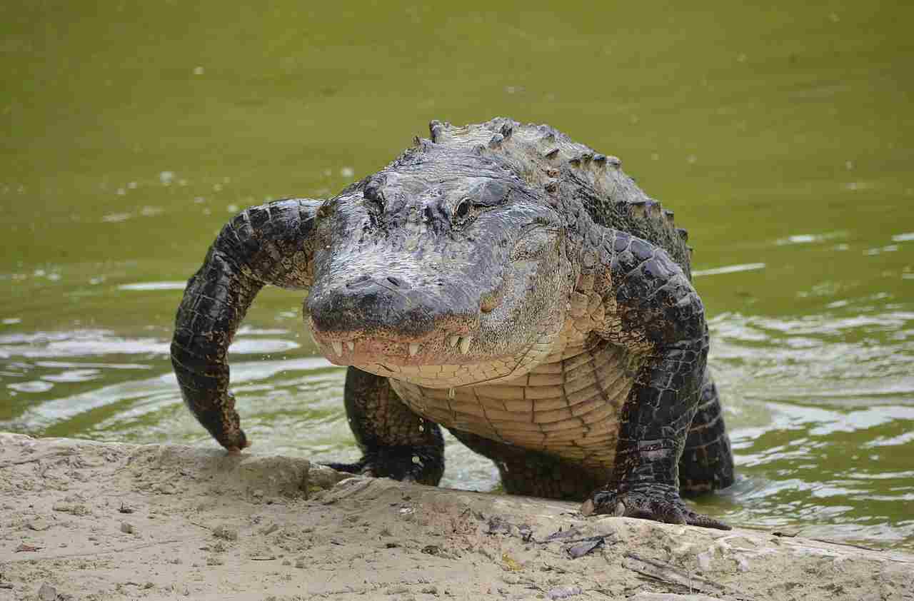 alligator vs Komodo dragon