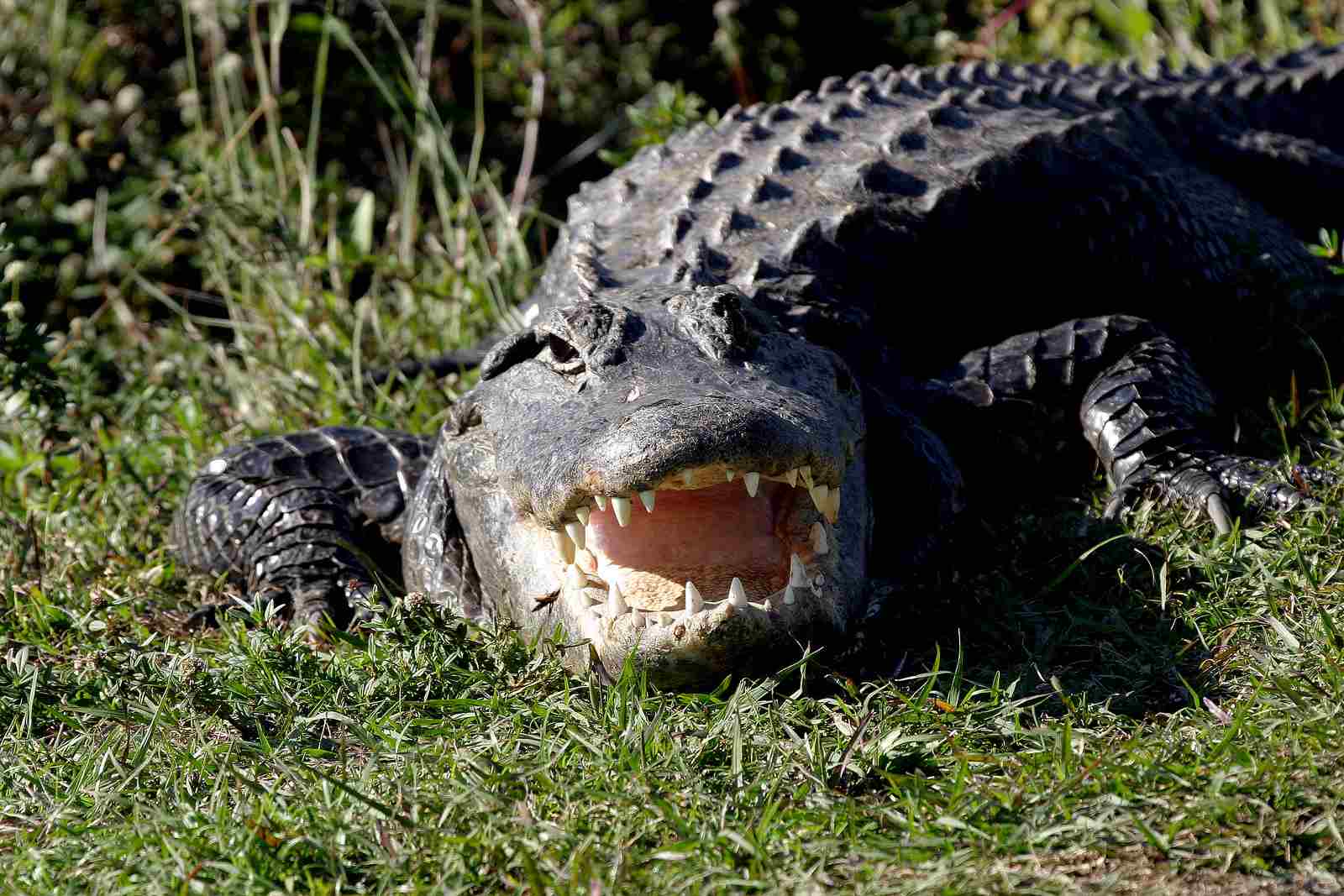 American alligator vs saltwater crocodile